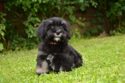 Havanský psík s PP