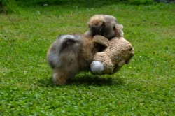 Havanský psík s PP