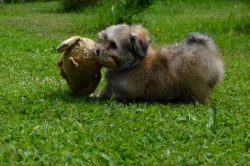 Havanský psík s PP