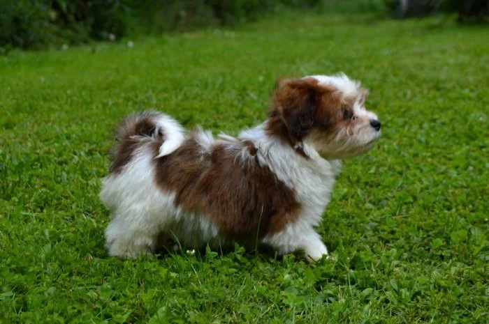 Havanský psík s PP