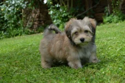 Havanský psík s PP