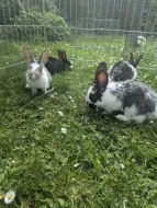 Králík domácí - 3 malí králíčci k odběru
