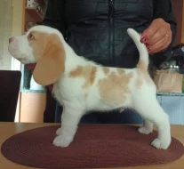Beagle pejsek s PP