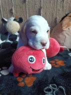 Beagle pejsek s PP