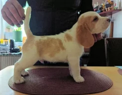 Beagle pejsek s PP