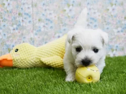 West highland white terrier s PP