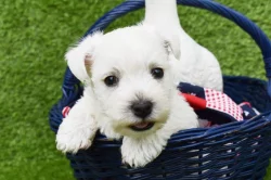 West highland white terrier s PP