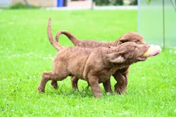 Hnědý retriever (jako hnědý labrador-chesapeake) s PP