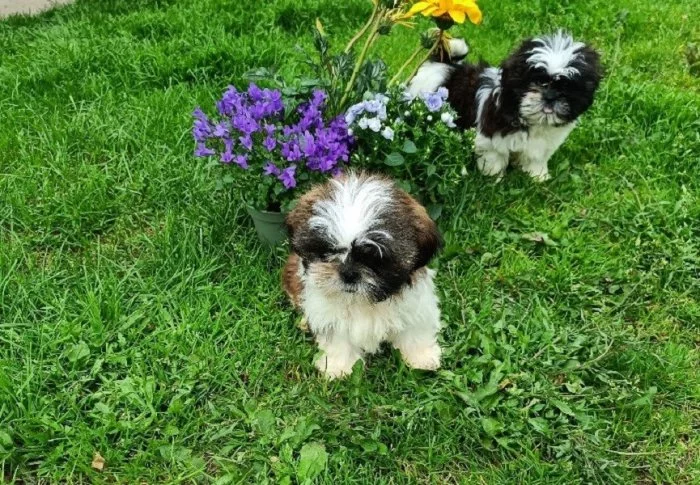 Shih-tzu - štěňata bez pp