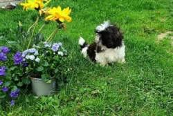 Shih-tzu - štěňata bez pp
