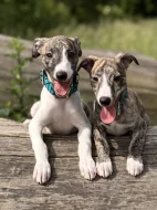 Štěňátka vipeta/whippeta s PP hledající nový domov 🏠