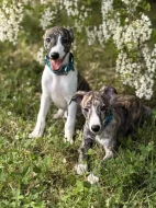 Štěňátka vipeta/whippeta s PP hledající nový domov 🏠