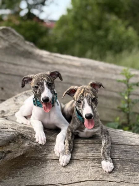 Štěňátka vipeta/whippeta s PP hledající nový domov 🏠