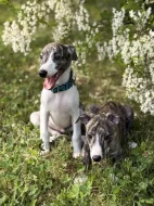 Štěňátka vipeta/whippeta s PP hledající nový domov 🏠