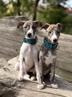 Štěňátka vipeta/whippeta s PP hledající nový domov 🏠