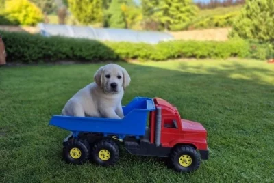 Labradorský retriever - štěňátka s PP
