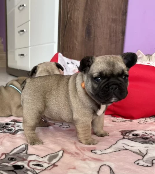 francouzský buldoček bez PP