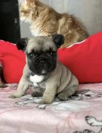 francouzský buldoček bez PP