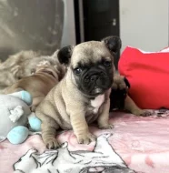 francouzský buldoček bez PP