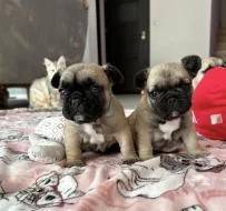 francouzský buldoček bez PP