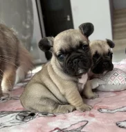 francouzský buldoček bez PP