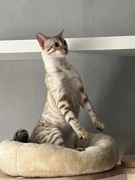 Bengálská kočka - Kotě bez pp 9 měsíců