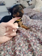 Jorkšírský teriér