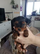 Jorkšírský teriér