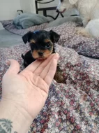 Jorkšírský teriér