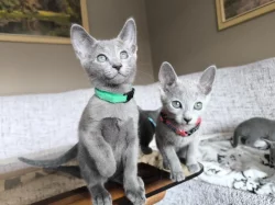 Ruská modrá koťátka s PP, kocour