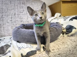 Ruská modrá koťátka s PP, kocour