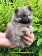 Německý špic trpasličí ne pomeranian