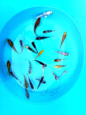 Koi kapr 5-40cm