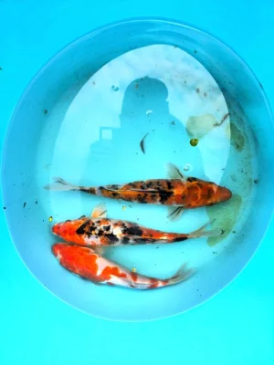 Koi 25-35cm