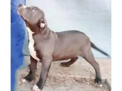American Bully XL