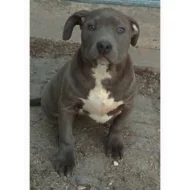 American Bully XL