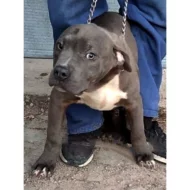 American Bully XL
