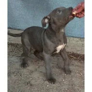 American Bully XL