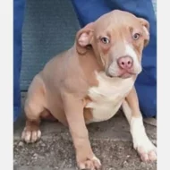 American Bully XL