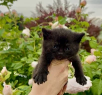 Britská kočka bez PP