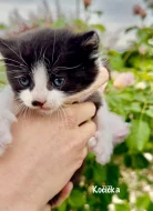 Britská kočka bez PP