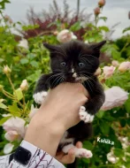 Britská kočka bez PP