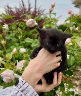 Britská kočka bez PP