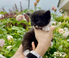 Britská kočka bez PP