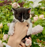 Britská kočka bez PP