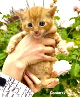 Britská kočka bez PP