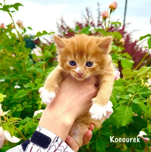 Britská kočka bez PP