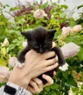 Britská kočka bez PP