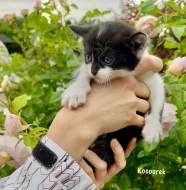 Britská kočka bez PP