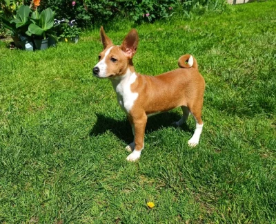 Basenji - prodám štěňata bez pp